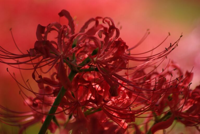 未来型賃貸住宅の開発・運営