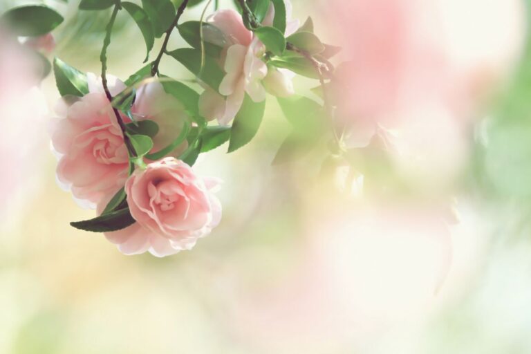 地域コミュニティ